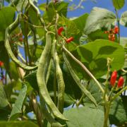 Runner beans growing ready to eat
