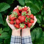 If you planted new strawberries last autumn, you may get some this yearImage: Getty