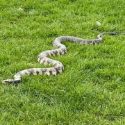 A snake in the park