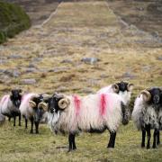 The dogs attacked sheep (stock pic)