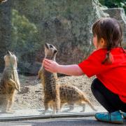 Meerkats from Edinburgh Zoo will move into an enclosure at the Royal Hospital for Children and Young People in the capital (Chris Watt Photography/ECHC)