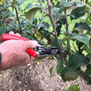 When pruning, start by completely removing any dead, cankerous or otherwise diseased limbs and stems