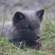 A competition has been launched to name an Arctic fox cub