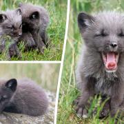 Five adorable Arctic Fox cubs have been born in Scotland.