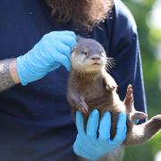 An otter pup receiving a health check