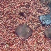 Screenshot from footage of discarded prawn heads and rays by snorkeler Peter Hume