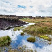 What has decided that peatland restoration is a good idea?