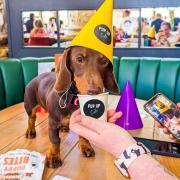 Around 300 Dachshunds expected at 'pup-up' cafe in city centre bar