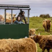Kitchen Coos and Ewes in Wigtownshire, Dumfries & Galloway.