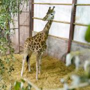 Endangered Rothchild's giraffe Sifa