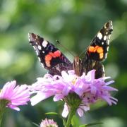 A red admiral butterfly enjoying the sunshine on michaelmas daisies
