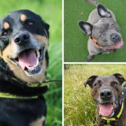 These rescue dogs have been waiting for a long time at Dogs Trust Glasgow