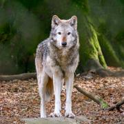 Will wolves make a return? Photo: Raymond Molin-Wilkinson