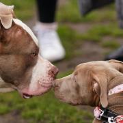 The current rules for XL Bullies in Scotland as a ban is announced in England and Wales