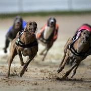 Scottish Government 'not persuaded of the need' for ban on greyhound racing