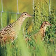 The RSPB has welcomed an increase in the number of calling male corncrakes in Scotland