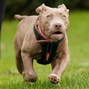 Dogs Trust has paused rescues of XL Bully dogs in Scotland