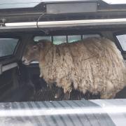 'Scotland’s loneliest sheep' rescued after being marooned at foot of cliff for years