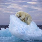  Ice Bed by Nima Sarikhani, UK, of a polar bear in Norway's Svalbard archipelago.
