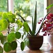 Houseplants can improve the air we breathe