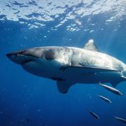 Conditions in Scottish waters are ideal for great white sharks