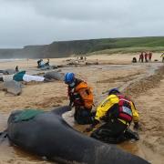 Isle of Lewis whale stranding leaves lingering heartbreak and a hunt for answers