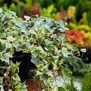 Ivy has been a Christmas staple for centuries
