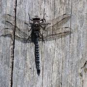 Azure hawker dragonfly