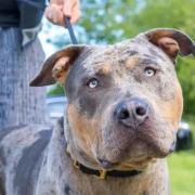 From February 1, it will be criminal offence to own an XL bully dog in England and Wales without a certificate.