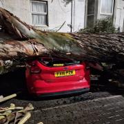 A fallen tree in Forest Hill, London