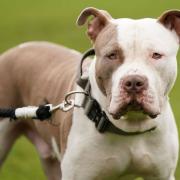XL Bully dogs have been banned in England and Wales