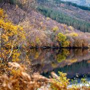 Cuts to forestry will 'torpedo' Scotland's chances of meetings its climate change targets, Woodland Trust Scotland has said