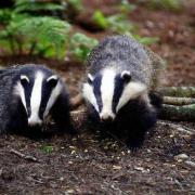 Badgers have not been killing lambs