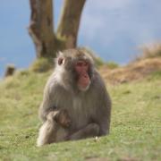 Highland Wildlife Park shared this image of the Japanese macaque which escaped the zoo