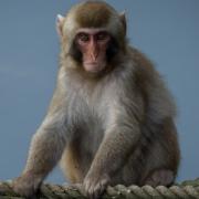 A Japanese macaque monkey has escaped Highland Wildlife Park in the Scottish Highlands