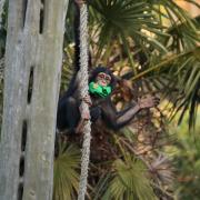 Western chimpanzee Masindi
