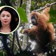 Labour MSP Monica Lennon's ecocide proposals could help protect under-threat orangutans