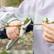 Pruning raspberry stems (Getty)