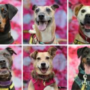 These six rescue dogs are up for adoption at Dogs Trust in Glasgow