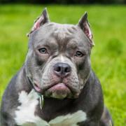 New restrictions on XL bully dogs have come into force
