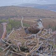 Louis the osprey returning to his nest at Loch Arkaig in the Highlands