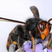 The Asian Hornet could pose a threat to Scotland's Honeybee population.