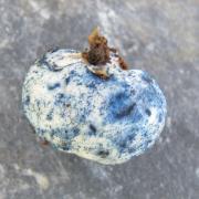Chamonixia caestiposa with characteristic blue bruising