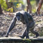 Peter, a 31-year-old male chimpanzee, explores the surrounding of his new home at Blair Drummond Safari and Adventure Park, near Stirling.