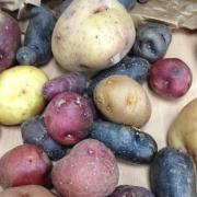 Just some of the huge variety of potatoes curated by The James Hutton Insititute