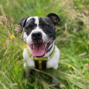 Flump has been at the Dogs Trust Glasgow for almost two years