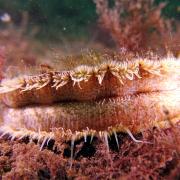 A scallop in the Lamlash Bay No Take Zone