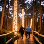 Twi-LIGHTS at Landmark Forest Adventure Park in Carrbridge