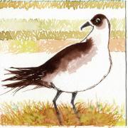 The Scots Word of the Week: the Scootie Allan