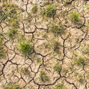Cracked clay soil with grass and small weed plants